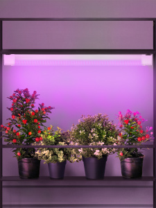 ЭРА Светильник для растений, фитолампа светодиодная линейная FITO-24W-RB-N красно-синего спектра 24 Вт